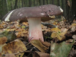 holubinka olivov-Russula olivacea2.jpg