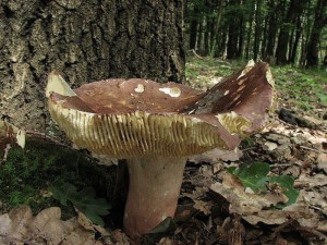 holubinka olivov-Russula olivacea3.jpg