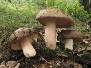 holubinka olivov-Russula olivacea 2.jpg