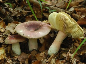 Holubinka olivov - Russula olivacea1.jpg