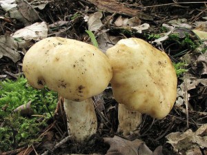 holubinka prun-Russula farinipes.jpg