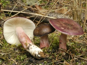 Holubinka Qulletova - Russula queletii.jpg