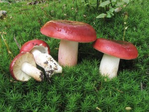 holubinka rvov-Russula xerampelina.jpg