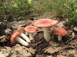 holubinka rumn-Russula pseudointegra.jpg