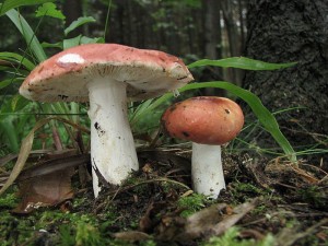 holubinka slin-Russula lepida(rosea1).jpg