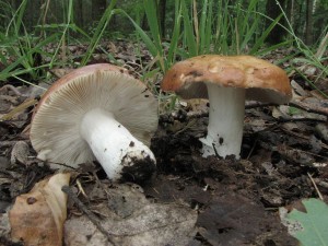 holubinka Velenovskho-Russula Velenovskyi1.JPG