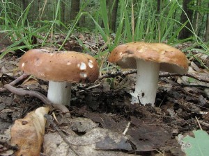 holubinka Velenovskho-Russula Velenovskyi2.JPG