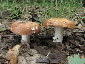 holubinka Velenovskho-Russula Velenovskyi3.JPG