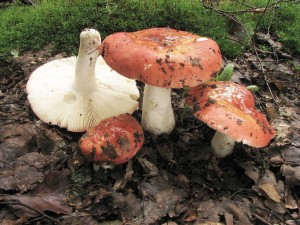 holubinka Velenovskho-Russula velenovskyi.jpg