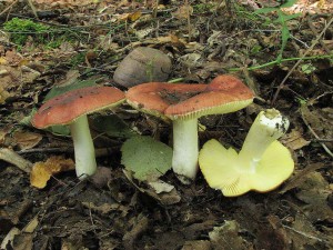 holubinka zlat-Russula aurea.jpg