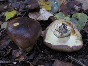 houbinka lepkav-Russula viscida 1.jpg