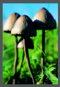 houby1.png