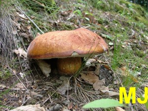 Hrib_borovy_Boletus_pinophilus2.jpg