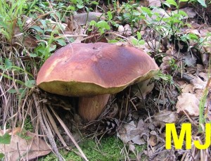 Hrib_borovy_Boletus_pinophilus.jpg