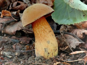 Hrib kolodej - Boletus luridus (5).jpg