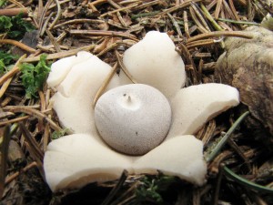 hvzdovka smrkov -Geastrum quadrifidum.jpg