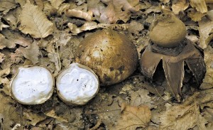 Hvzdovka trojit - Geastrum triplex.jpg