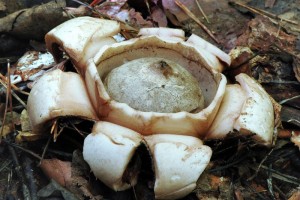 Hvzdovka trojit - Geastrum triplex.jpg