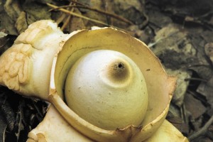 Hvzdovka trojit - Geastrum triplex (1).jpg