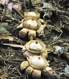 Hvzdovka trojit - Geastrum triplex (3).jpg