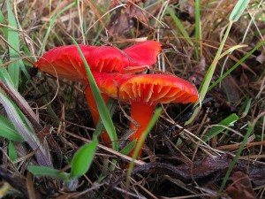 Hygrocybe coccinea_2.jpg