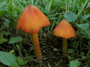 Hygrocybe conica3.jpg