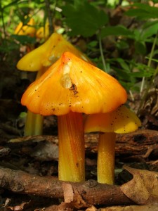 Hygrocybe persistens.jpg