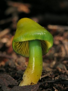 Hygrocybe psittacina4.jpg