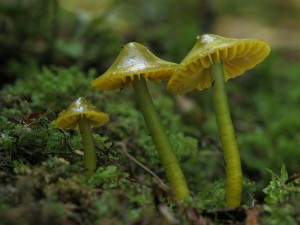 Hygrocybe psittacina5.jpg