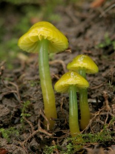 Hygrocybe psittacina7.jpg