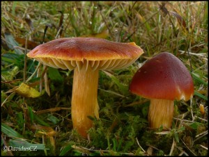 Hygrocybe punicea - Voskovka grantov.jpg