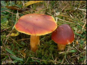 Hygrocybe punicea - Voskovka grantov 2.jpg