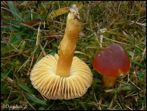 Hygrocybe punicea - Voskovka grantov 3.jpg