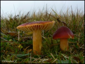 Hygrocybe punicea - Voskovka grantov 4.jpg