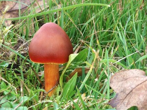 Hygrocybe_punicea.jpg