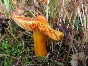 Hygrocybe punicea_1.jpg