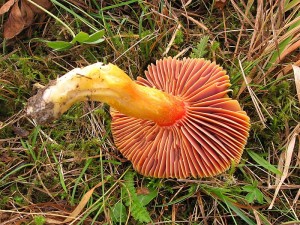 Hygrocybe punicea_2.jpg