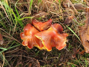 Hygrocybe punicea_3.jpg