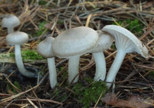 Hygrophorus agathosmus.jpg