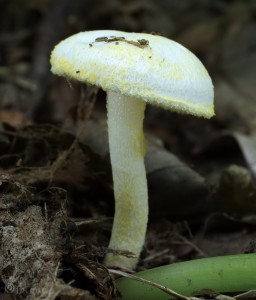 Hygrophorus chrysodon.jpg