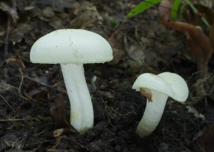 Hygrophorus chrysodon.jpg