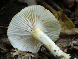 Hygrophorus chrysodon (3).jpg