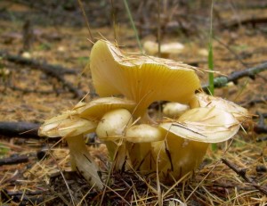 Hygrophorus lucorum.jpg