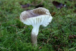 Hygrophorus olivaceoalbus.jpg