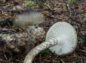 Hygrophorus olivaceoalbus (2).jpg