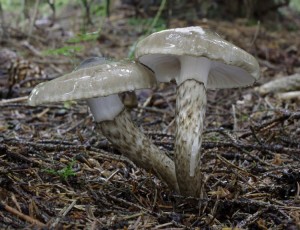 Hygrophorus olivaceoalbus (3).jpg