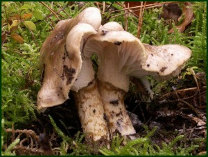 Hygrophorus persoonii.jpg