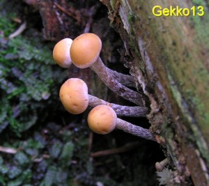 Hypholoma.jpg