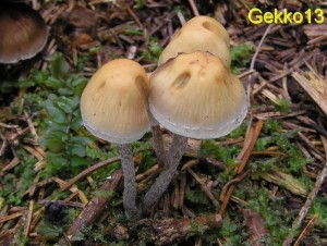 Hypholoma marginatum2.jpg