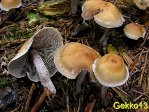 Hypholoma marginatum.jpg